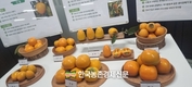 '감풍' 단감 신품종 보급에 박차