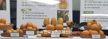 '감풍' 단감 신품종 보급에 박차