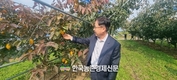 '감풍' 단감 신품종 보급에 박차