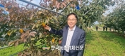 '감풍' 단감 신품종 보급에 박차