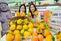 '한라봉' 본격 출하!