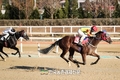 마사회, 경주마 생산자 경매현장...'7천만원 낙찰!'