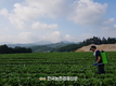 원예특작 신기술보급...이상기후 대응 중심 추진