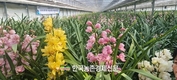 국내 육성품종 '심비디움'...
