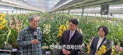심비디움 국내 육성 품종 ‘골드썬’ 소비자 선호도 높아져