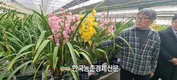 심비디움 국내 육성 품종 ‘골드썬’ 소비자 선호도 높아져