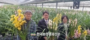 심비디움 국내 육성 품종 ‘골드썬’ 소비자 선호도 높아져