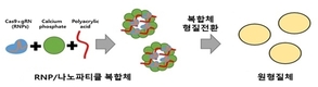 버섯 '품종 개발' 빨라질 듯!