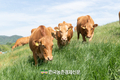 한우협회 성명 