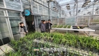 농촌진흥청, 한국형 '딸기 수직농장' 세계 시장 진출 ‘시동’