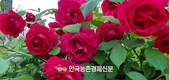 '반려식물' 시장규모 2조 원...