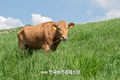 축단협 성명 “미국산 소고기 30개월령 이상 수입 절대 반대!”