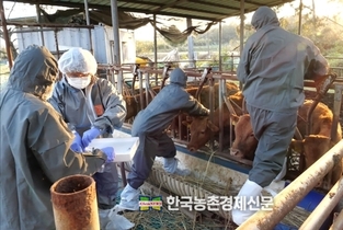 구제역 확산 '초긴장'...영암에 이어 무안에서도 확진!