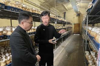 버섯 시장 새바람 “크고 쫄깃한 이색 느타리 뜬다”