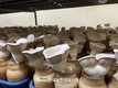 버섯 시장 새바람 “크고 쫄깃한 이색 느타리 뜬다”