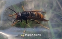 ‘등검은말벌’ 봄철 전국 동시 방제해야 효과 커