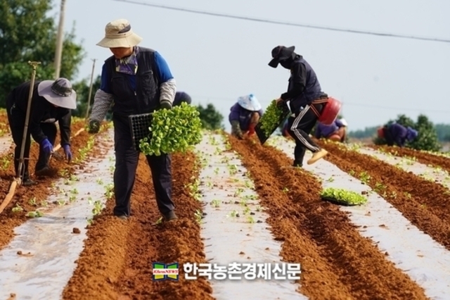 '농업수입안정보험' 봄감자 5월 9일까지 가입
