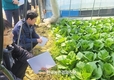 농진청, 봄배추 수급 현장점검... 배추 “수급 불안 예방”