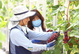 포도의무자조금,‘2025년 제1차 주산지 협의회’개최