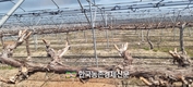 포도의무자조금,‘2025년 제1차 주산지 협의회’개최