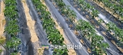 경농 