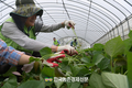 농협유통, 모판 나르기 등 '농촌 일손돕기' 앞장!