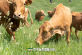 한우협회 