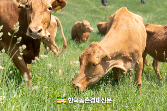 한우협회 "즉각 사료가격 인상 계획을 철회하라!"