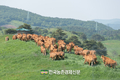 대관령 한우연구센터 '한우방목' 눈길!