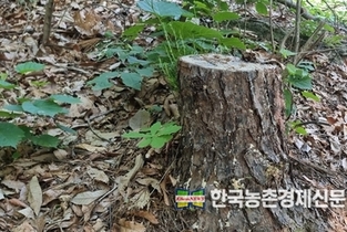 소나무재선충 방제 헛점?... 그루터기에 유충 '득실득실'