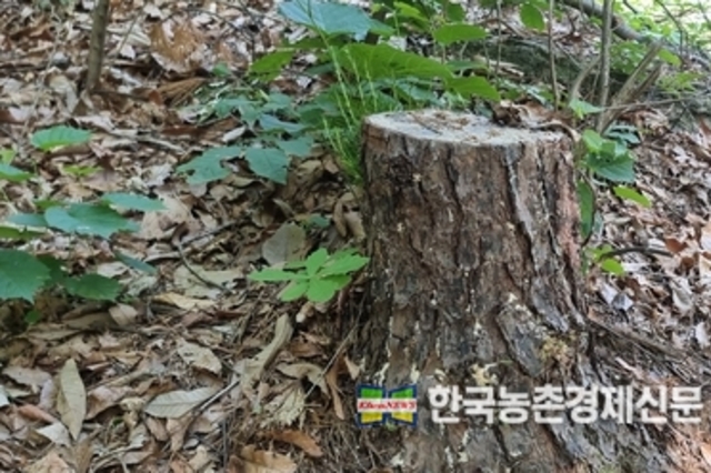 소나무재선충 방제 헛점?... 그루터기에 유충 '득실득실'