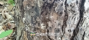 소나무재선충 방제 헛점?... 그루터기에 유충 '득실득실'