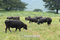 ‘제주 흑우’ 암소 30여 마리 시범 방목