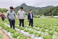 '고랭지배추' 현재까지 작황 양호!