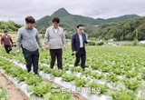 '고랭지배추' 현재까지 작황 양호!