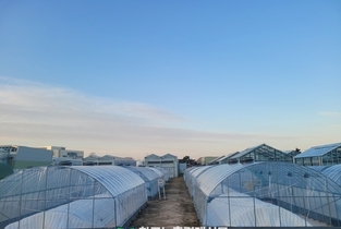 온실용 ‘국산 폴리올레핀 필름’ 경제성 효과 커