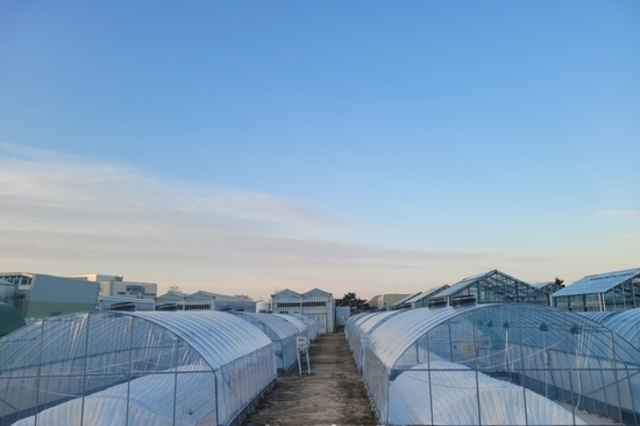 온실용 ‘국산 폴리올레핀 필름’ 경제성 효과 커