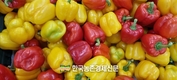 '파프리카 요리왕 선발대회' 눈길 끌어