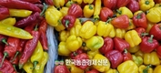 파프리카 