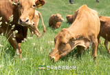 한우협회 "이재명 정부는 또다시 농축산물을 희생양 삼을 것인가?"