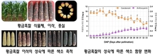 농진청, ‘황금’ 옥수수로 맛과 건강 챙겨