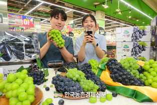 8월 8일 '포도데이'... 하나로마트 제철 포도 할인