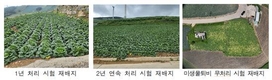미생물 퇴비로 고랭지 배추 '반쪽시들음병' 잡았다!