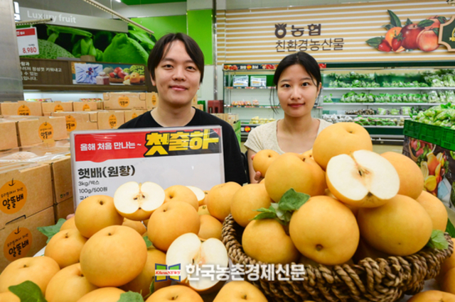 햇 배 첫 출하 시작!