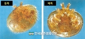 ‘꿀벌응애’ AI로 쉽게 포착... 스마트장비 ‘비전’ 세계 최초 개발