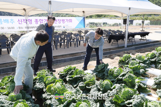 농진청, ‘준고랭지 배추 수확 9월로 앞당겨’ 종합 기술 효과 입증
