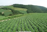 배추 수급불안 해소에 머리맞대?... “땡겨 먹고 있어 김장철까지 이어질 수도”