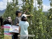 한국과수농협연합회, 청송서 '황금사과' 수확체험 성료