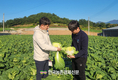 대아청과, 김장배추 수급 안정...