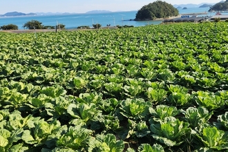 대아청과, 김장배추 수급 안정..."김장 걱정 덜어도 될 듯"